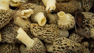 Photo of Первые весенние грибы: как приготовить строчки и сморчки