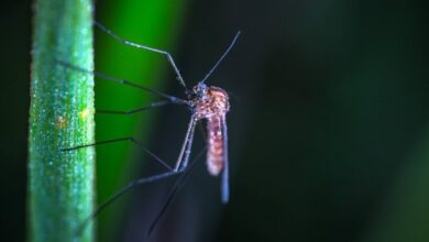 Photo of Защищаем жилище от комаров: ставим на подоконник «отпугивающие» растения