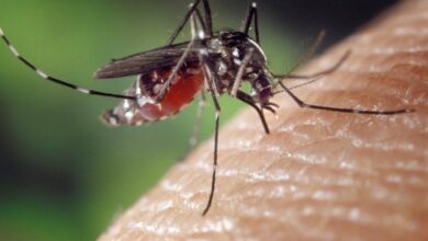 Photo of Названа новая опасность комариных укусов — заражение глистами