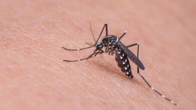 Photo of Глобальное потепление помогает комарам распространять вирусы