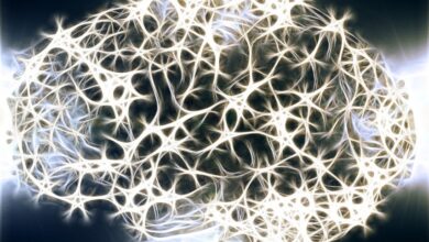 Photo of Что влияет на выживаемость нейронов при инсультах и травмах головы: выяснили российские ученые