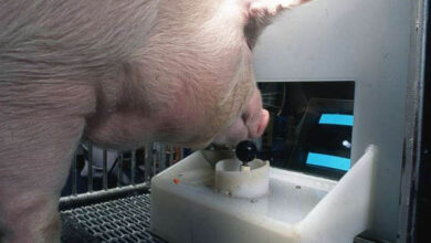 Photo of Кого мы едим? Учёные нашли у свиней экстраординарные умственные способности