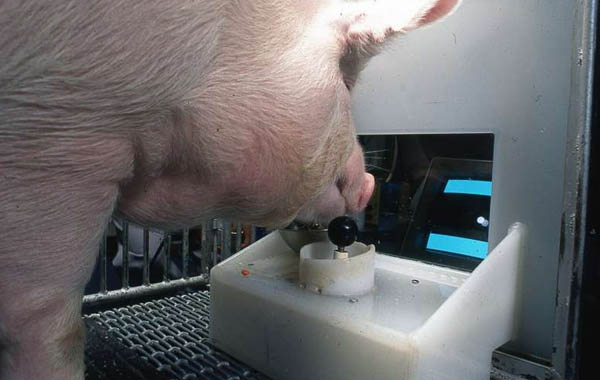 Кого мы едим? Учёные нашли у свиней экстраординарные умственные способности